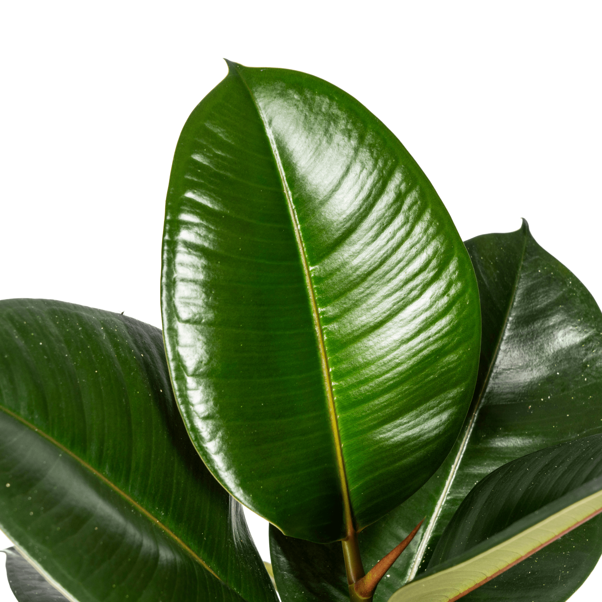 Ficus Elastica Robusta Ø17cm - ↕50 - 60cm - Plant - plantenmagie