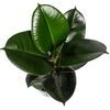 Ficus Elastica Robusta Ø17cm - ↕50 - 60cm - Plant - plantenmagie