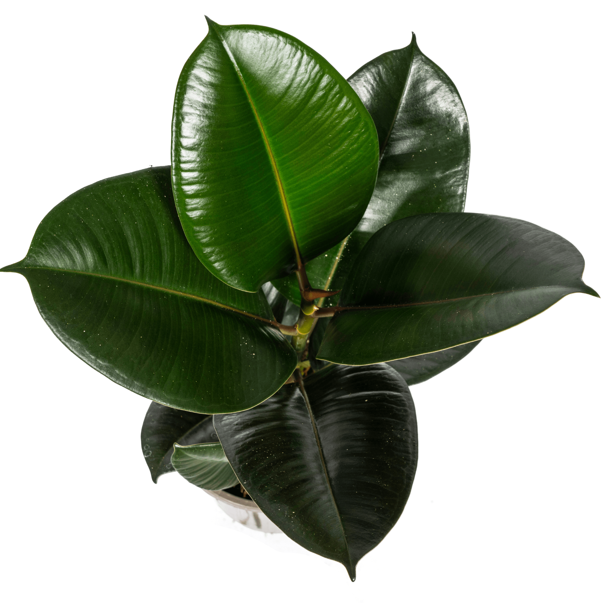 Ficus Elastica Robusta Ø17cm - ↕50 - 60cm - Plant - plantenmagie