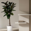 Ficus Elastica Robusta stam - 130 cm - Ø24cm-Plant-Planten Magie