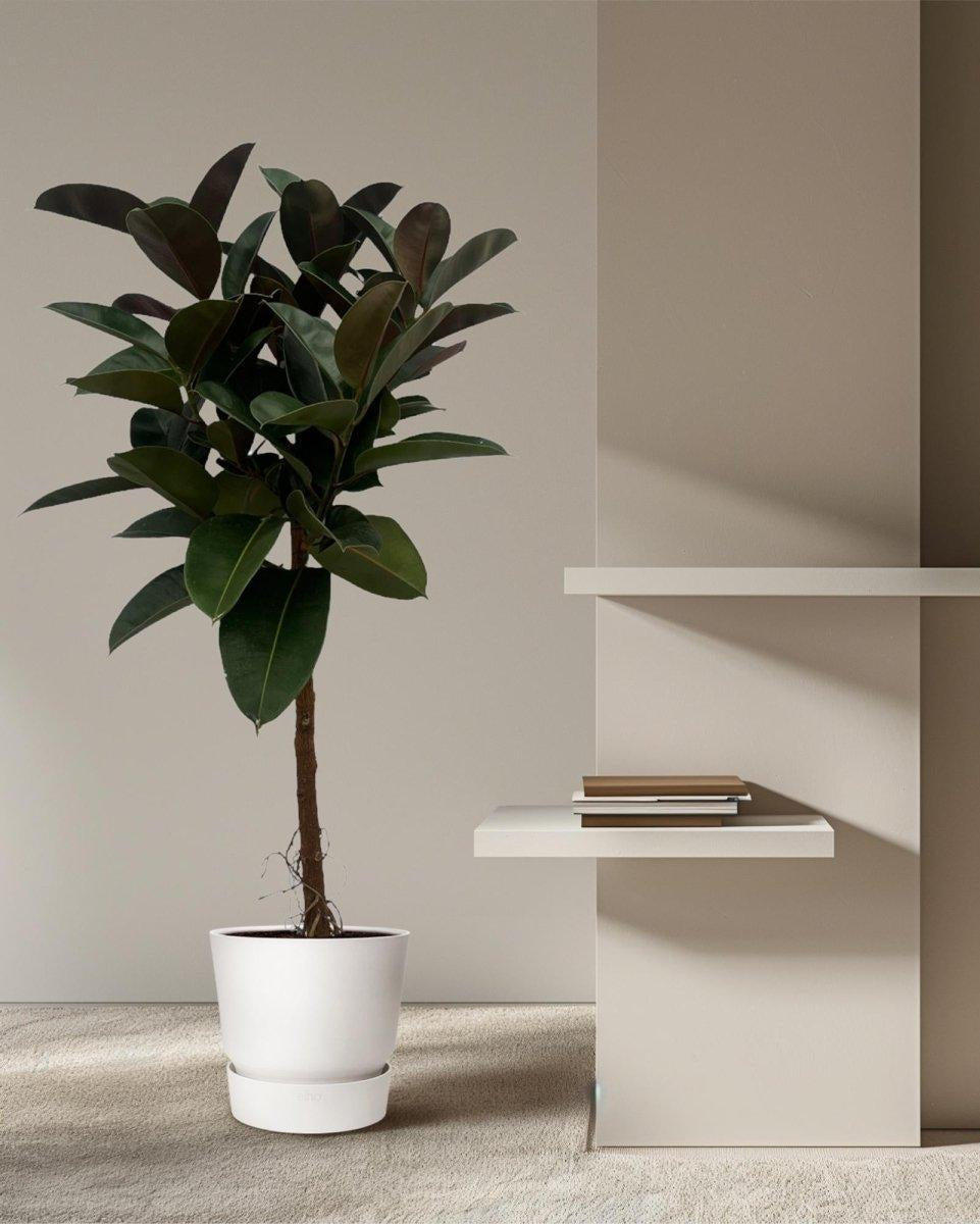 Ficus Elastica Robusta stam - 130 cm - Ø24cm-Plant-Planten Magie