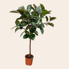 Ficus Elastica Robusta stam - 130 cm - Ø24cm-Plant-Planten Magie