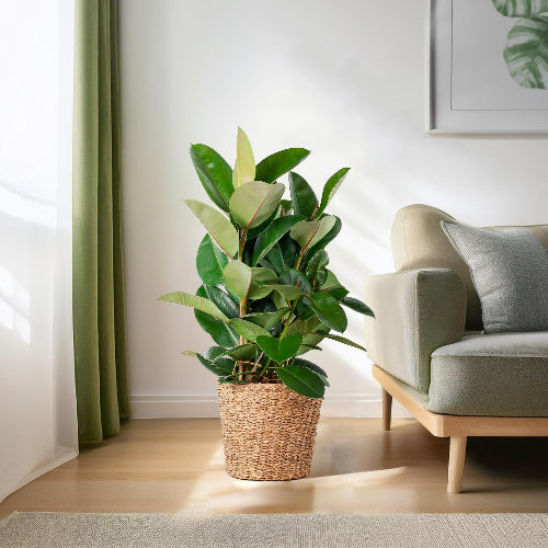 Ficus Elastica Robusta XL met mand Torun - 90cm-Planten-Planten Magie