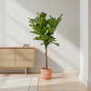 Ficus Lyrata stam inclusief elho Vibes Fold Round roze - 150 cm - Plant - plantenmagie