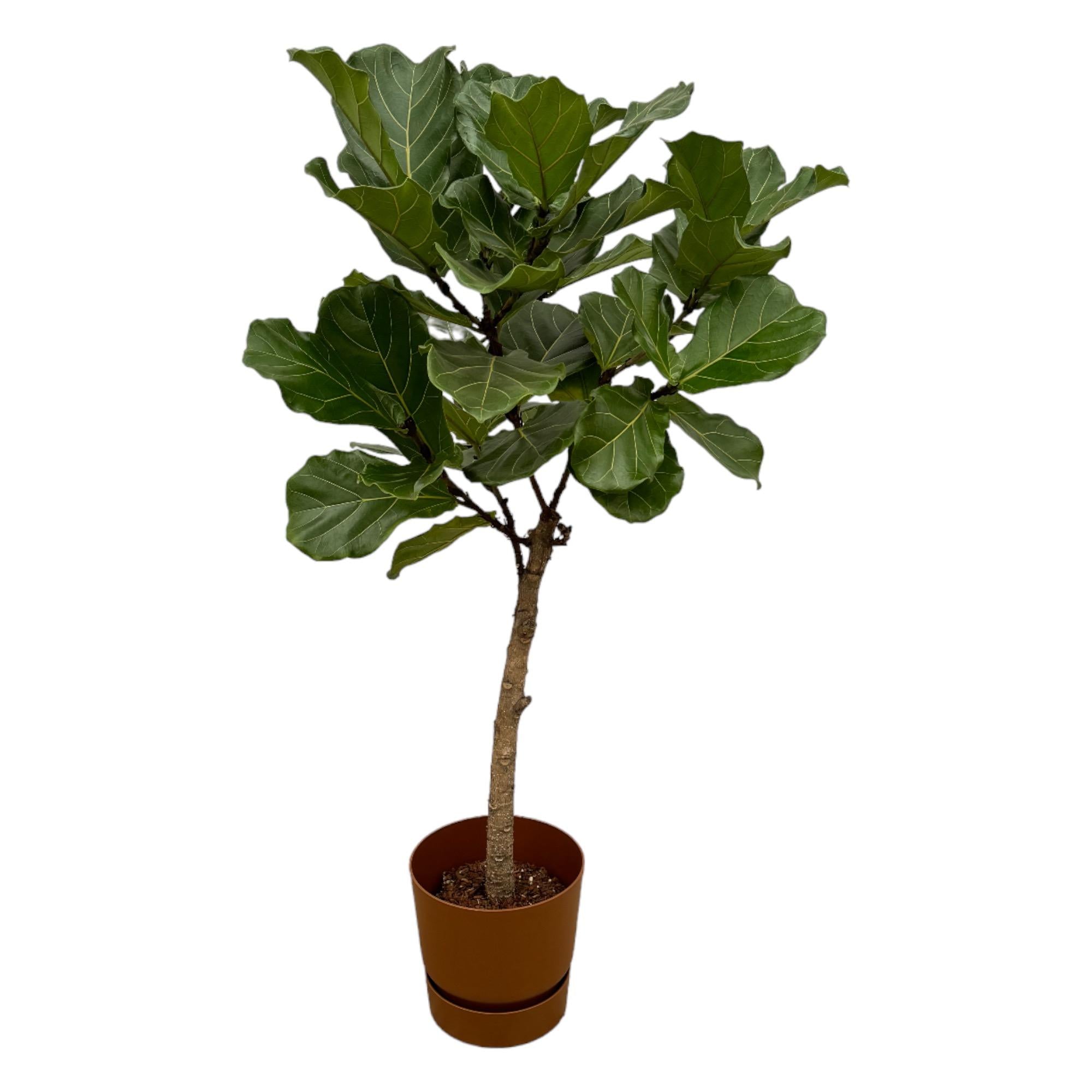 Ficus Lyrata stam inclusief elho Vibes Fold Round roze - 150 cm - Planten - plantenmagie
