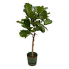 Ficus Lyrata stam inclusief elho Vibes Fold Round roze - 150 cm - Planten - plantenmagie