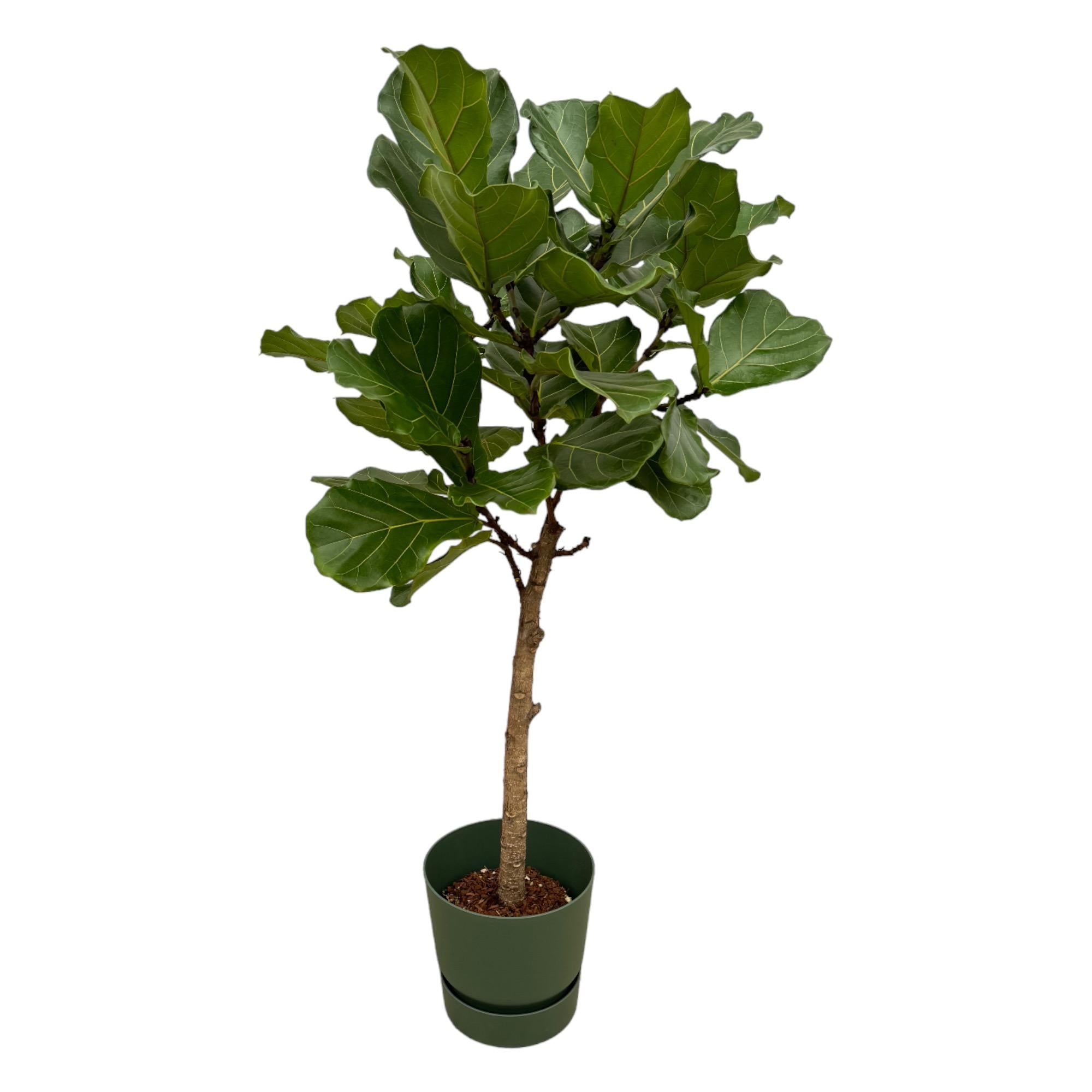 Ficus Lyrata stam inclusief elho Vibes Fold Round roze - 150 cm - Planten - plantenmagie