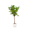 Ficus Lyrata stam inclusief elho Vibes Fold Round roze - 150 cm - Planten - plantenmagie