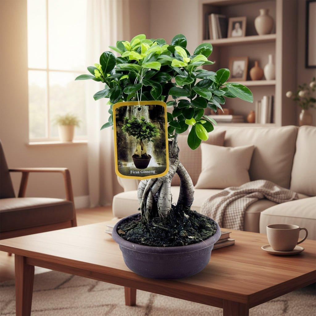 Ficus Microcarpa Ginseng - 30 cm - Ø14cm-Plant-Planten Magie