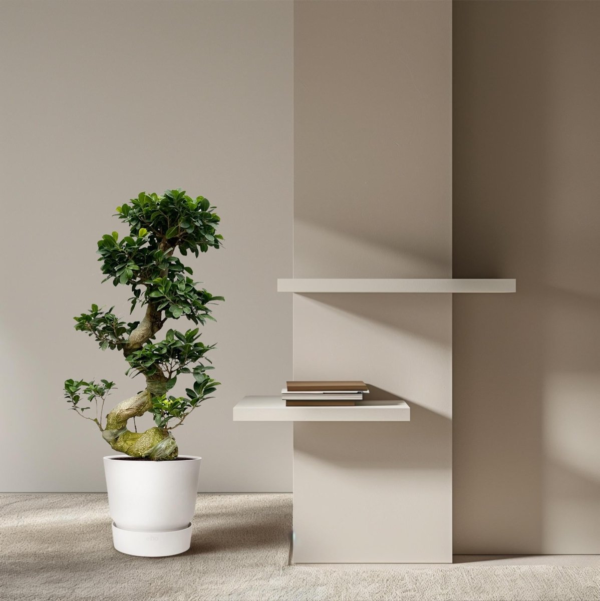 Ficus Microcarpa Ginseng - 80 cm - Ø23cm-Plant-Planten Magie