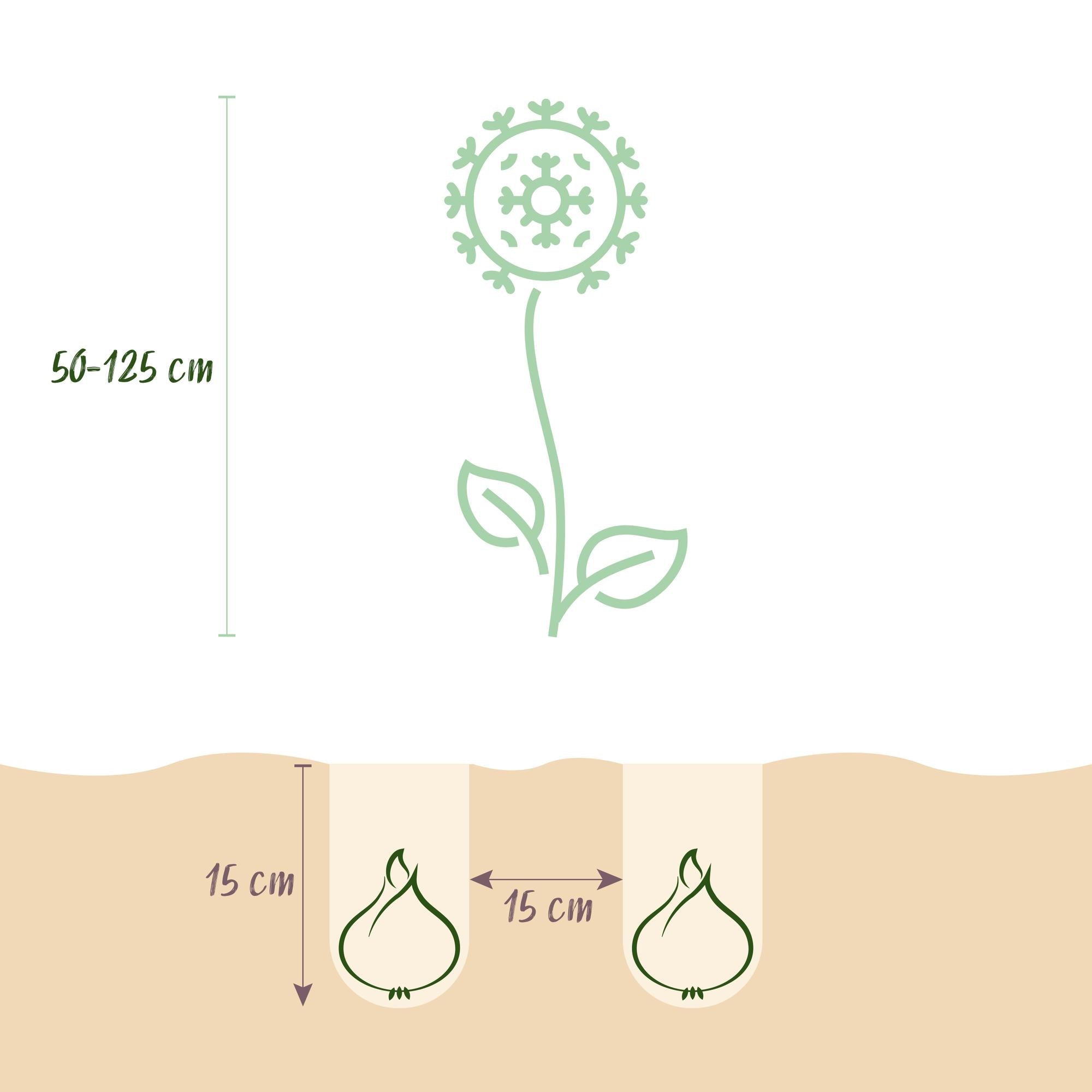 Bloembollen - Diversen Kleuren - 80 stuks-Planten-Planten Magie