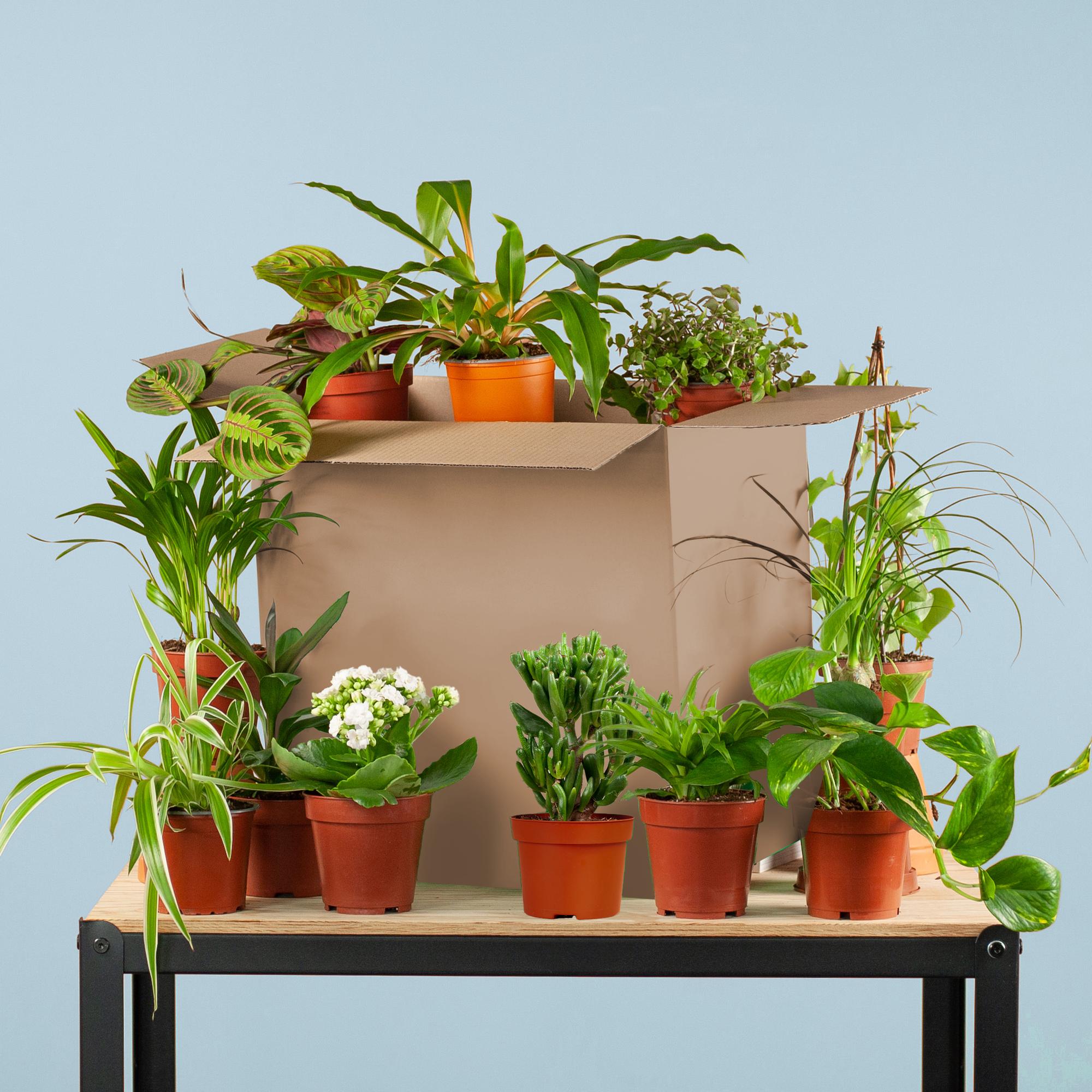 Groene Kneusjesbox (12 stuks) – Mix van kamerplanten voor beginners | Makkelijke verzorging-Planten-Planten Magie