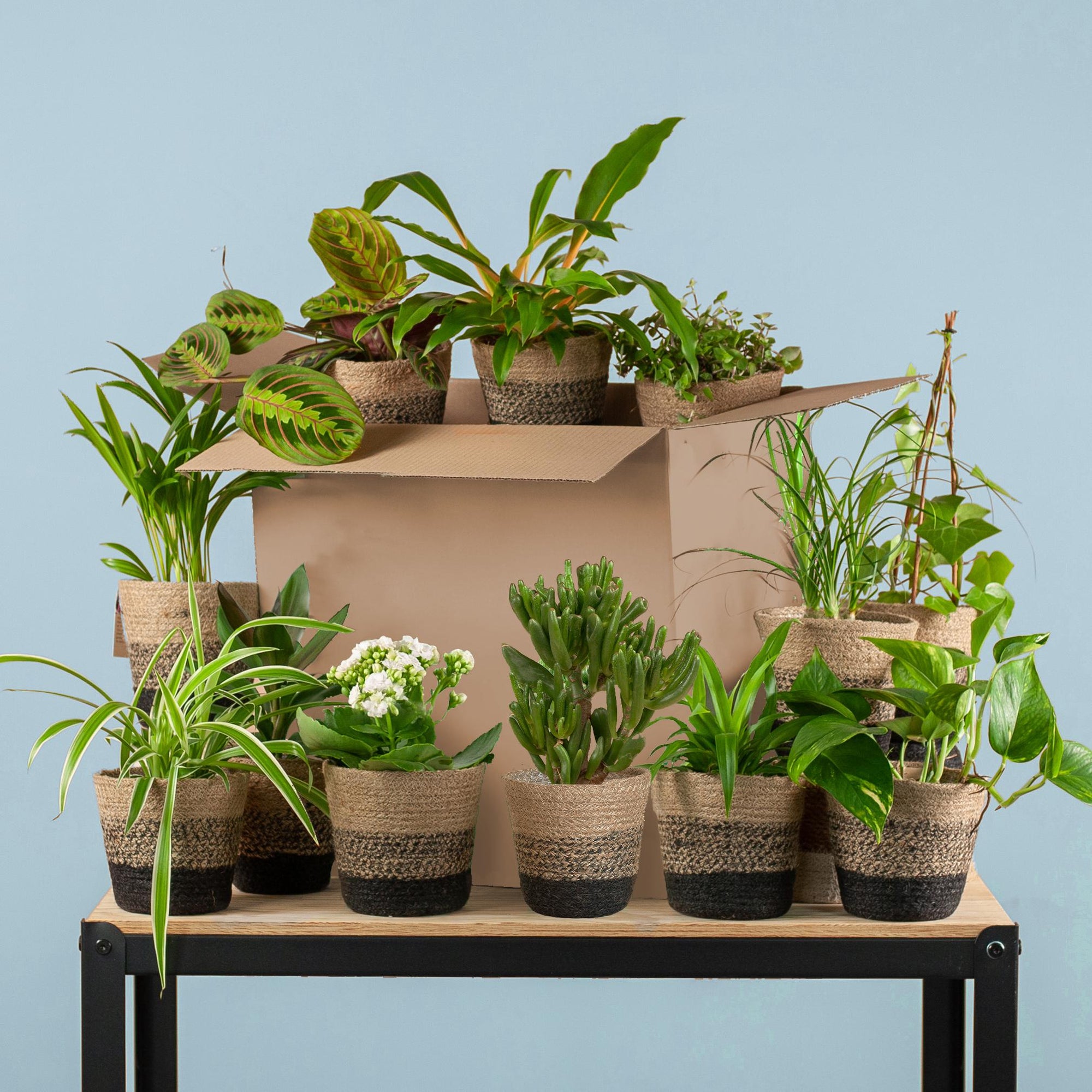 Groene Kneusjesbox (12 stuks) – Mix van kamerplanten voor beginners | Makkelijke verzorging-Planten-Planten Magie