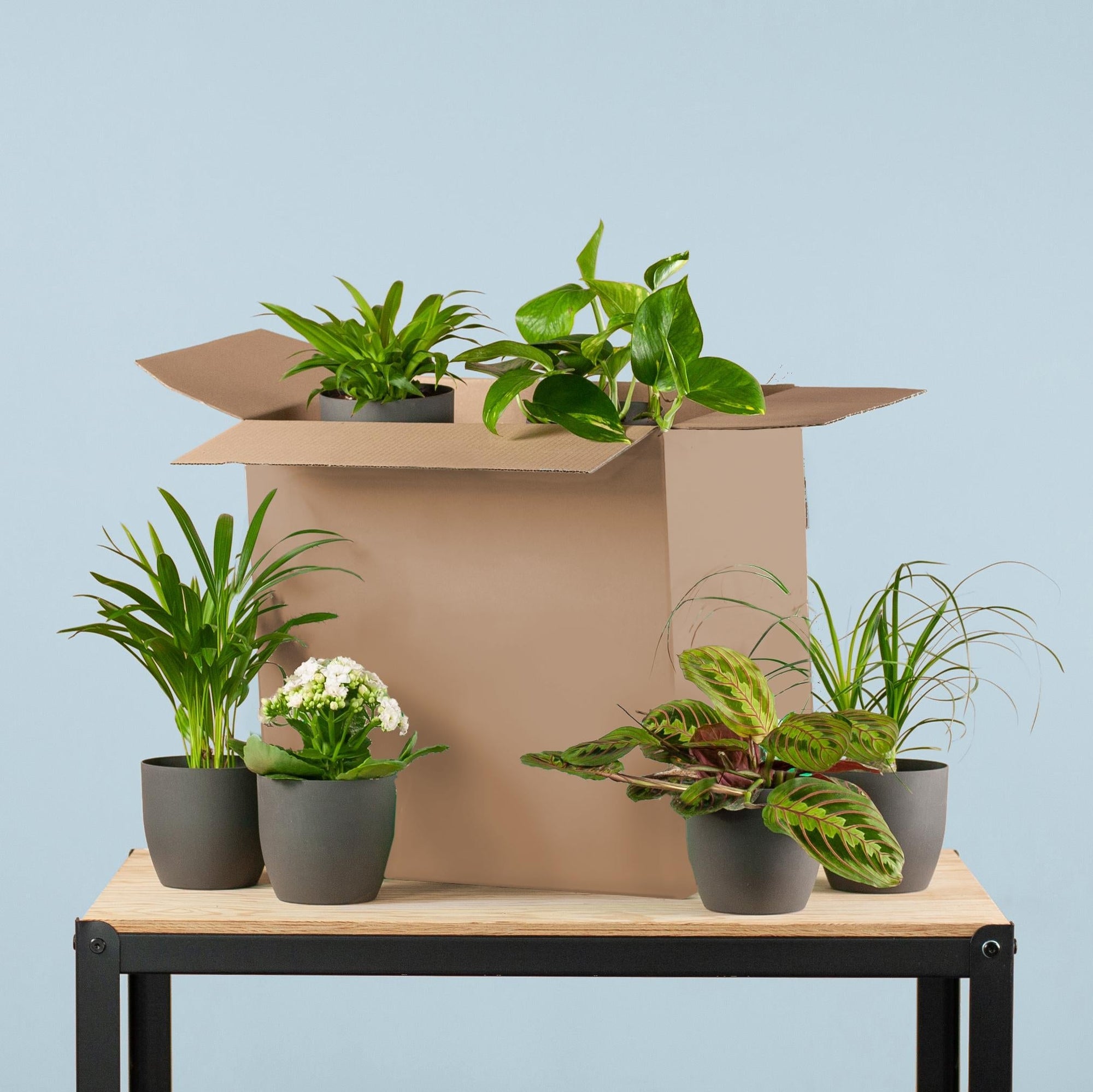 Groene Kneusjesbox (12 stuks) – Mix van kamerplanten voor beginners | Makkelijke verzorging-Planten-Planten Magie