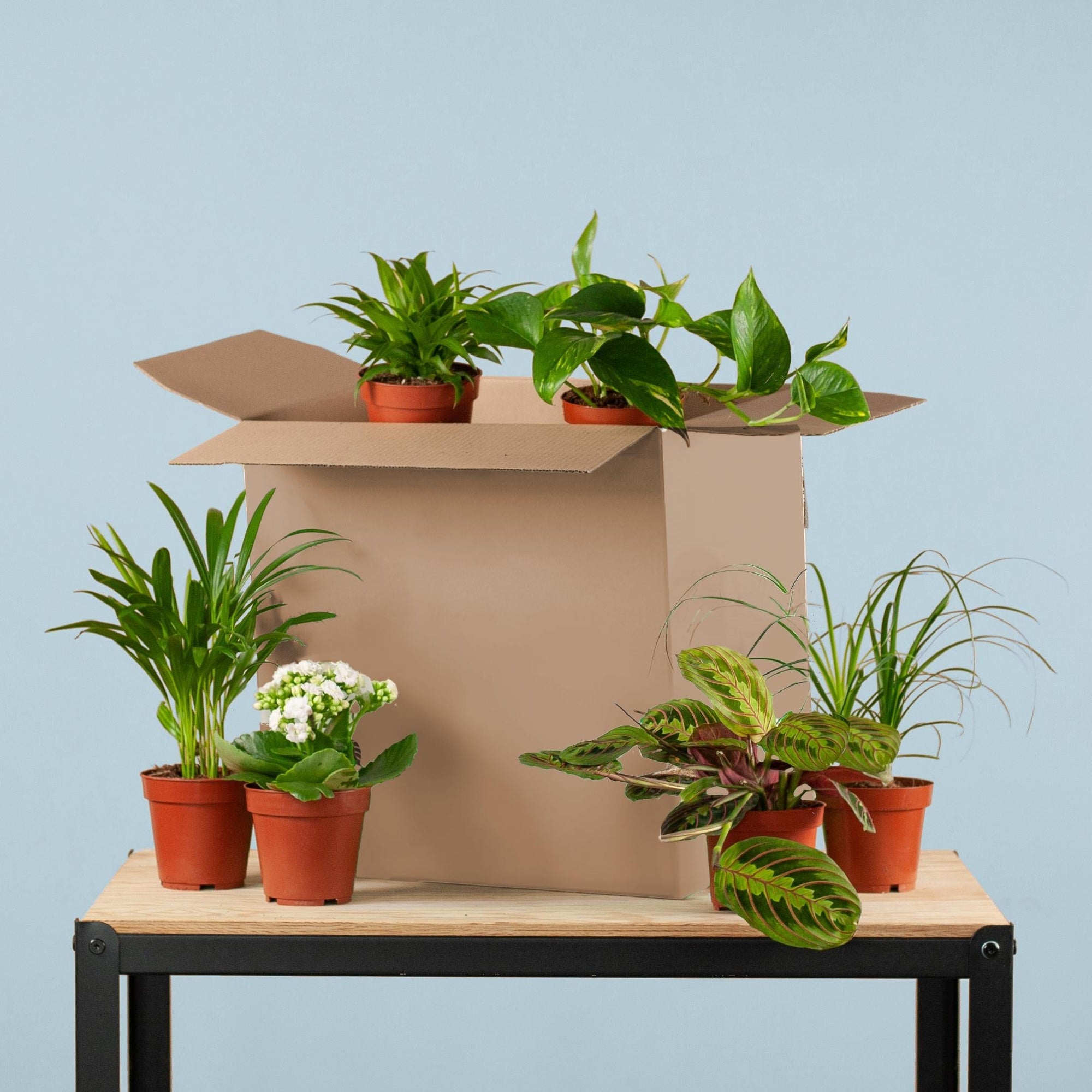 Groene Kneusjesbox (12 stuks) – Mix van kamerplanten voor beginners | Makkelijke verzorging-Planten-Planten Magie