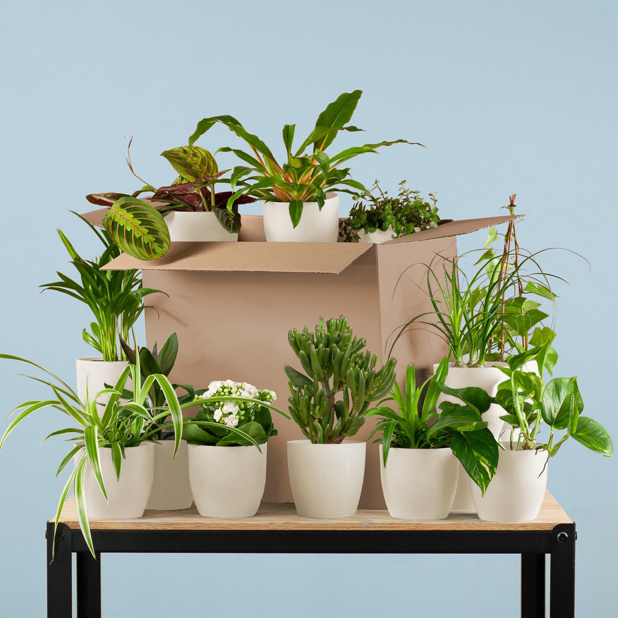 Groene Kneusjesbox (12 stuks) – Mix van kamerplanten voor beginners | Makkelijke verzorging-Planten-Planten Magie