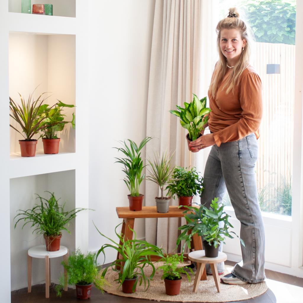 Groene Kneusjesbox (12 stuks) – Mix van kamerplanten voor beginners | Makkelijke verzorging-Planten-Planten Magie