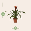 Guzmania Happiness - Ø12 ↕45-Plant-Planten Magie