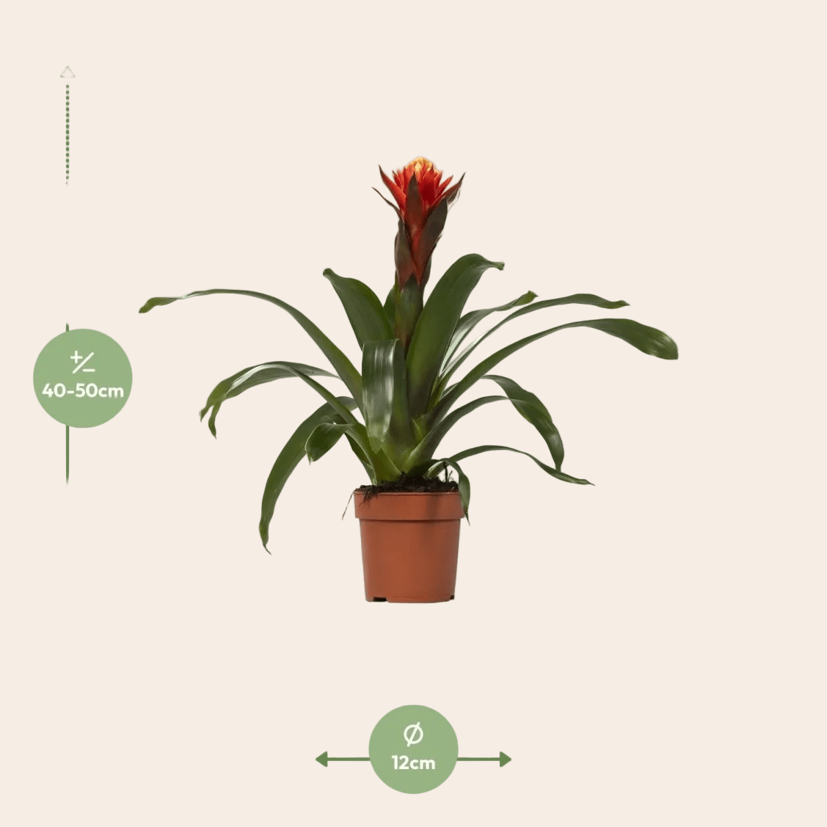 Guzmania Happiness - Ø12 ↕45-Plant-Planten Magie