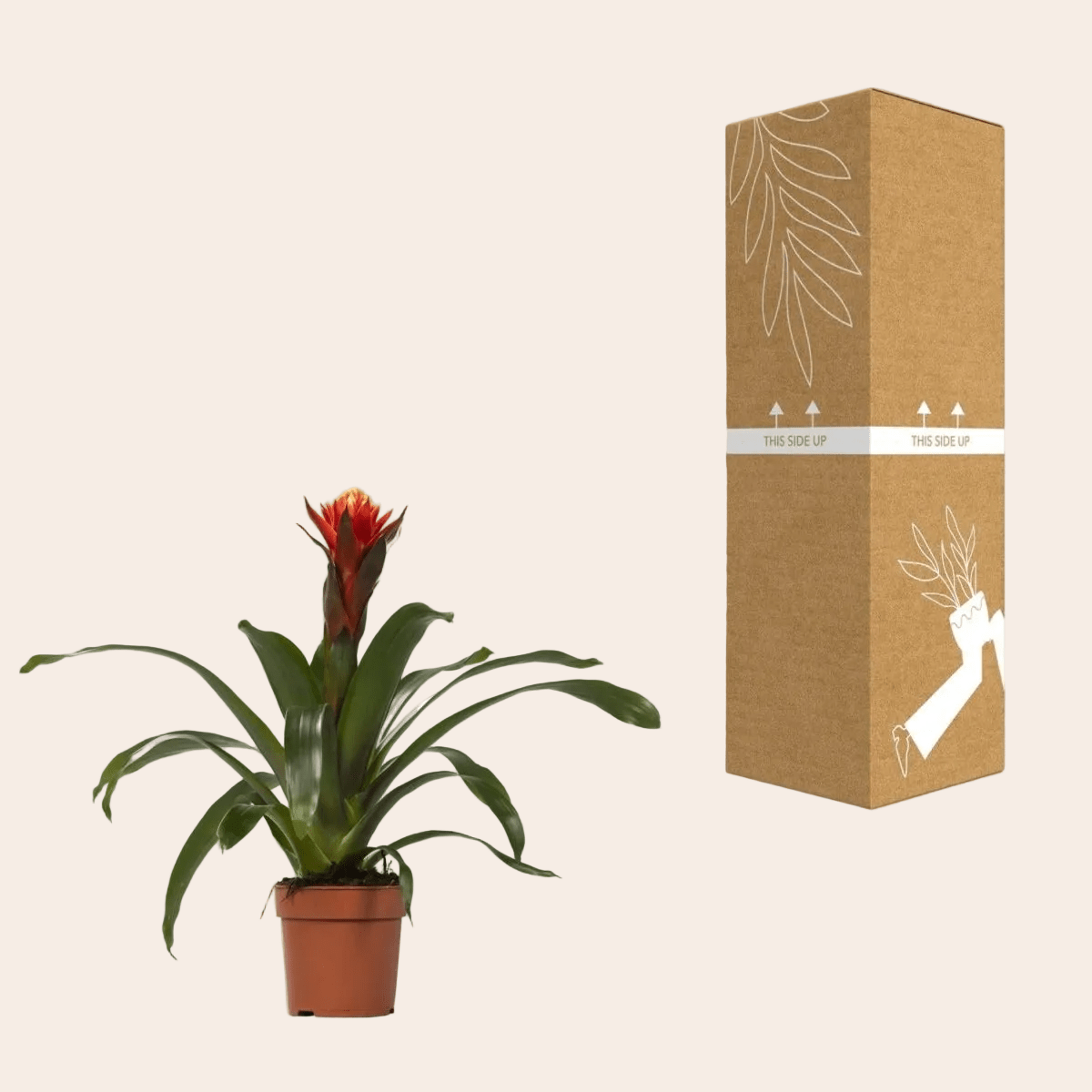 Guzmania Happiness - Ø12 ↕45-Plant-Planten Magie