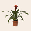 Guzmania Happiness - Ø12 ↕45-Plant-Planten Magie