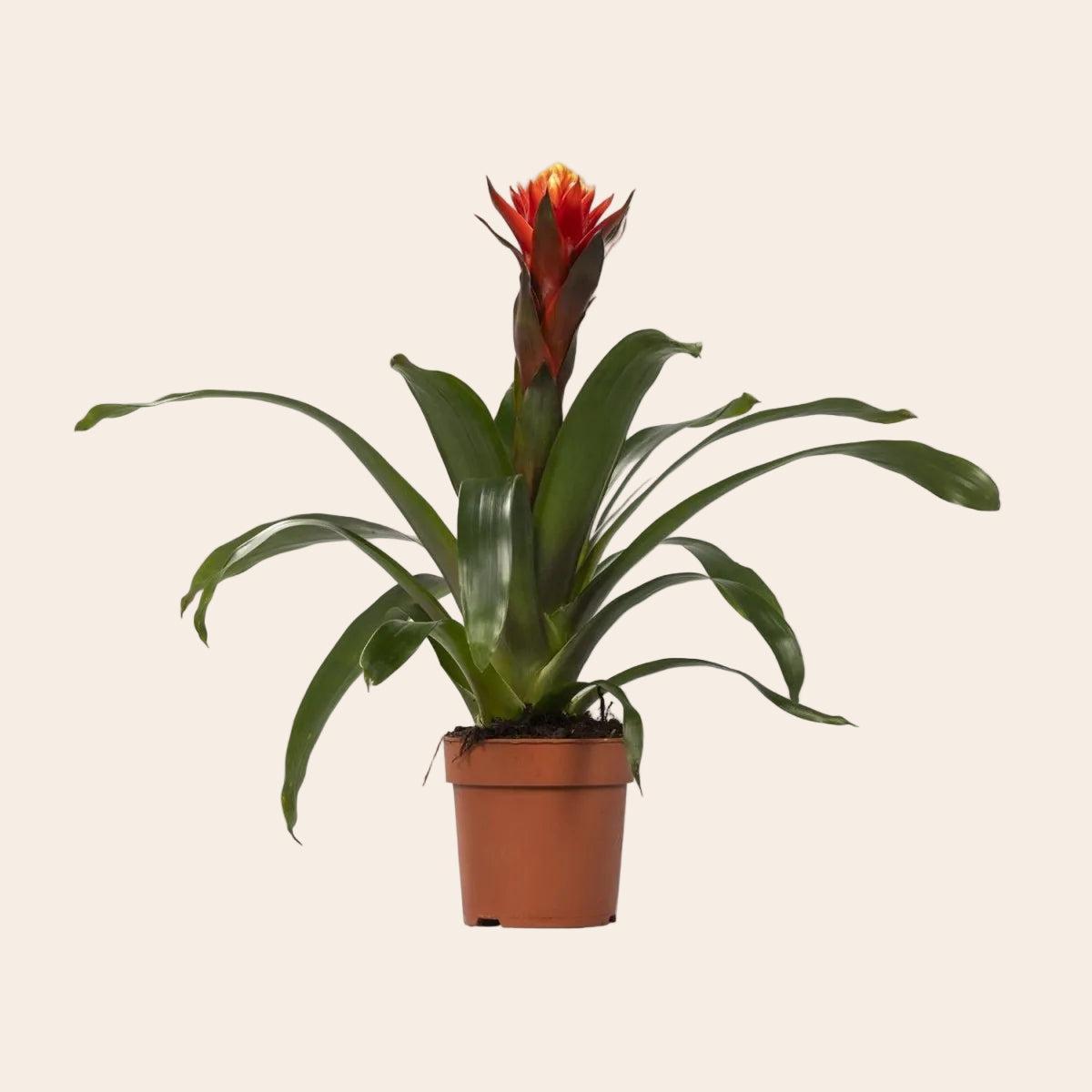 Guzmania Happiness - Ø12 ↕45-Plant-Planten Magie