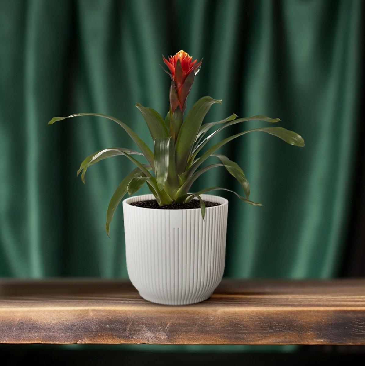 Guzmania Happiness - Ø12 ↕45-Plant-Planten Magie