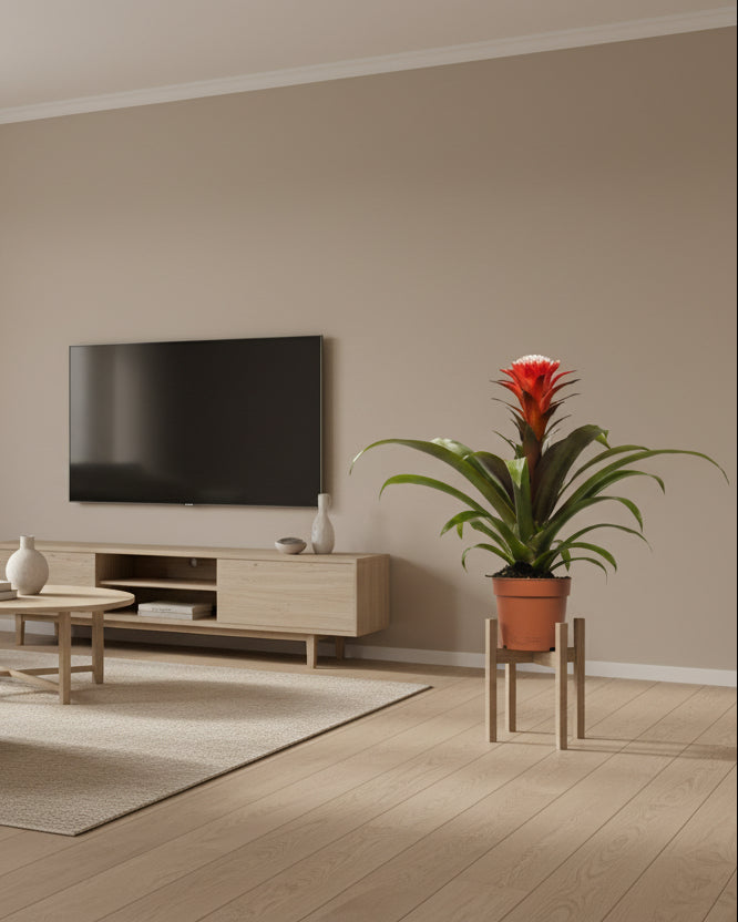 Guzmania Hope - Ø12 ↕40-Plant-Planten Magie