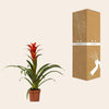 Guzmania Ostara - Ø12cm - ↕45cm-Plant-Planten Magie