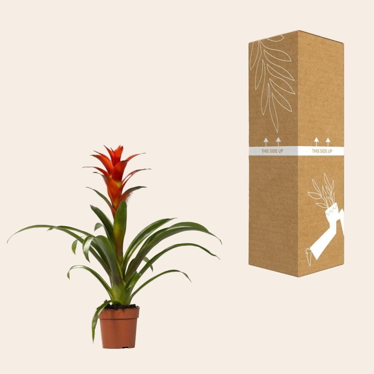Guzmania Ostara - Ø12cm - ↕45cm-Plant-Planten Magie