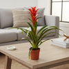 Guzmania Ostara - Ø12cm - ↕45cm-Plant-Planten Magie