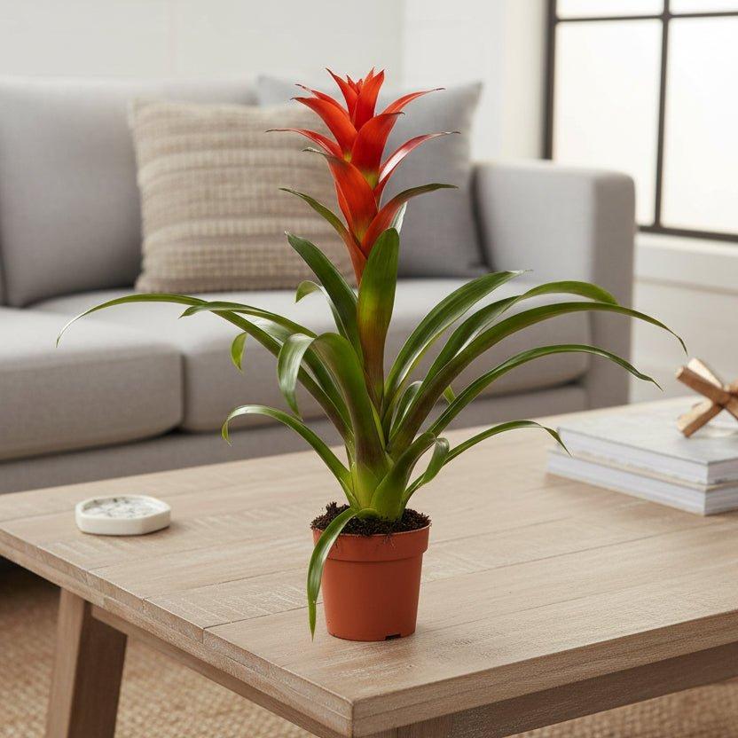 Guzmania Ostara - Ø12cm - ↕45cm-Plant-Planten Magie