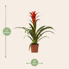 Guzmania Ostara - Ø12cm - ↕45cm-Plant-Planten Magie