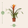 Guzmania Variada - Ø12 ↕50-Plant-Planten Magie