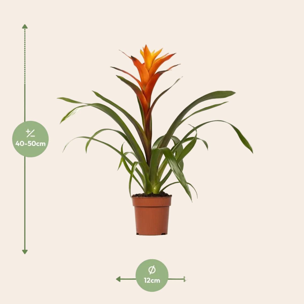 Guzmania Variada - Ø12 ↕50-Plant-Planten Magie