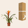 Guzmania Variada - Ø12 ↕50-Plant-Planten Magie