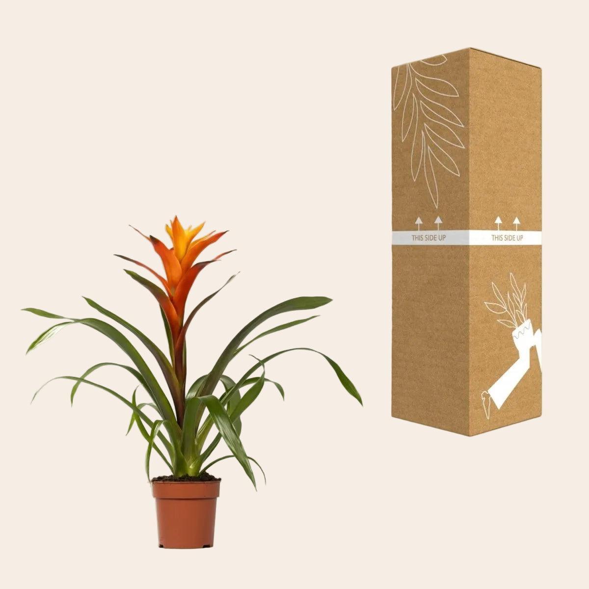 Guzmania Variada - Ø12 ↕50-Plant-Planten Magie