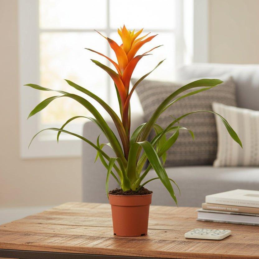 Guzmania Variada - Ø12 ↕50-Plant-Planten Magie