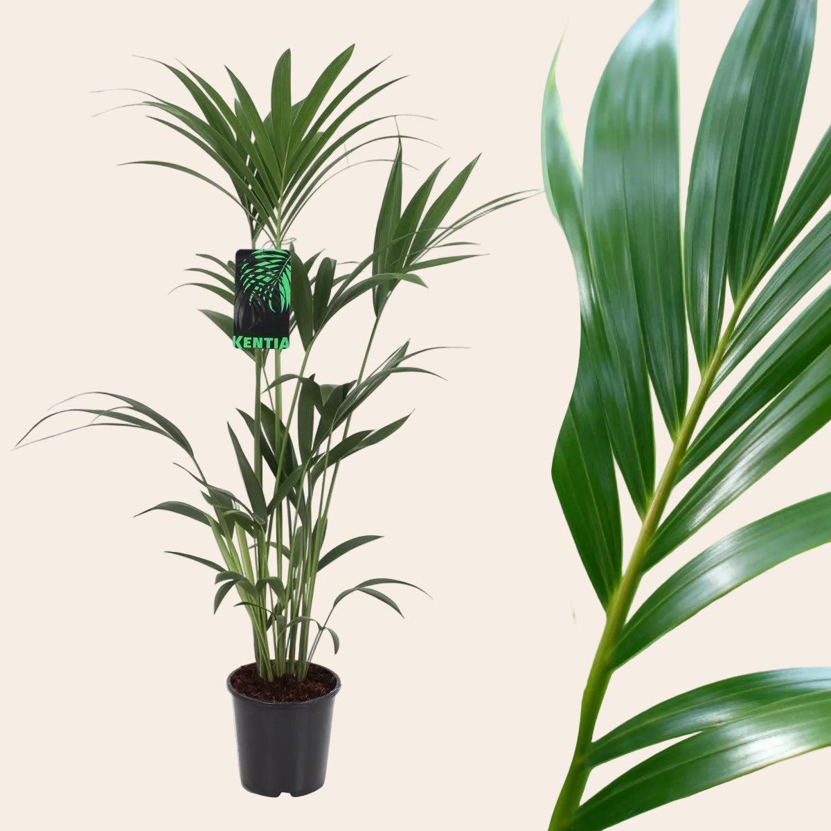 kentia palm house plant Howea Forsteriana - Kentia Palm - 2 plants - Pot 21cm - Height 120-130cm - Houseplant