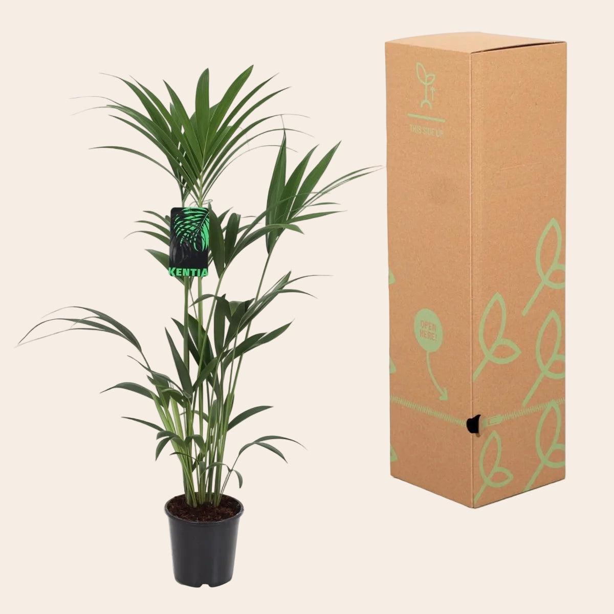 21cm plant pot Howea Forsteriana - Kentia Palm - 2 plants - Pot 21cm - Height 120-130cm - Houseplant