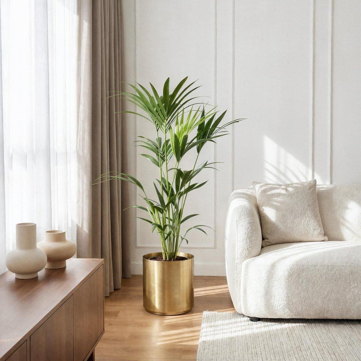 Howea Forsteriana - Kentia Palm - 2 planten - Pot 21cm - Hoogte 120-130cm-Plant-Planten Magie