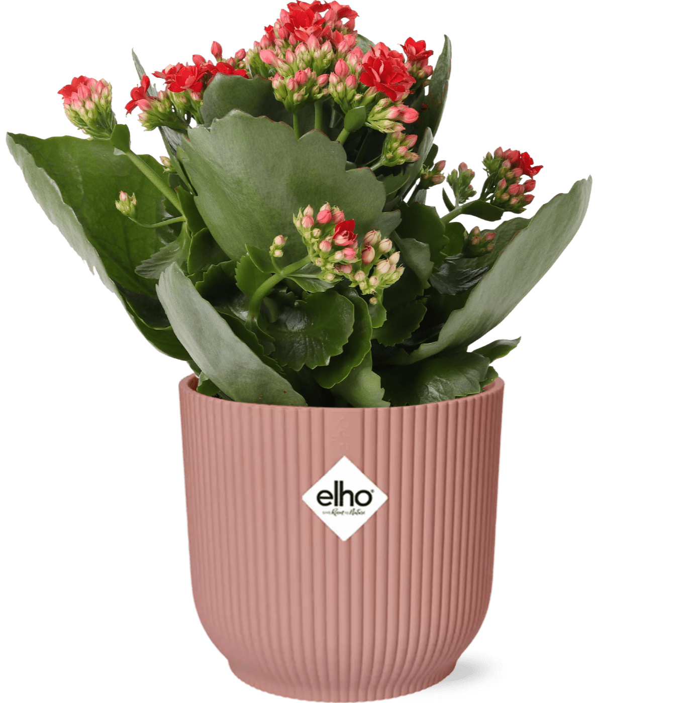 Kalanchoe Rosalina Don Justino Rood + ELHO Vibes Fold 14cm roze-Planten-Planten Magie