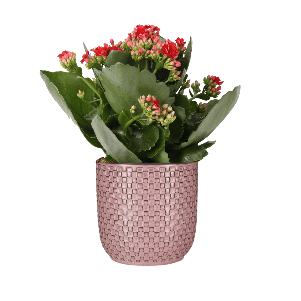 Kalanchoe Rosalina Don Justino Rood + ELHO Vibes Fold 14cm roze-Planten-Planten Magie