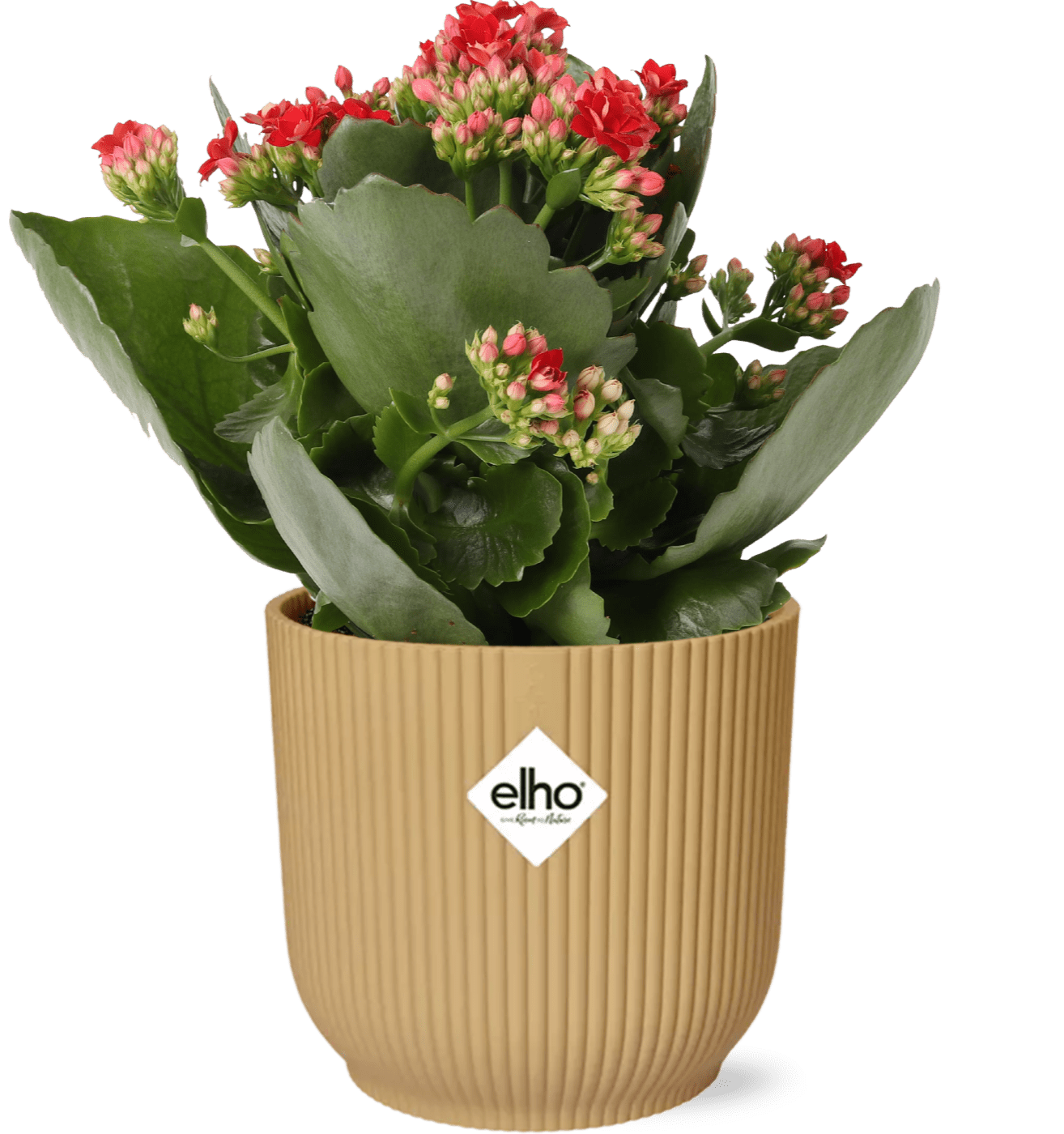 Kalanchoe Rosalina Don Justino Rood + ELHO Vibes Fold 14cm roze-Planten-Planten Magie