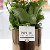 Kalanchoe "SPECIAL POUR TOI" Verpakking - Ø12cm - ↕27cm-Plant-Planten Magie
