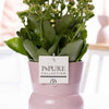 Kalanchoe "SPECIAL POUR TOI" Verpakking - Ø12cm - ↕27cm-Plant-Planten Magie