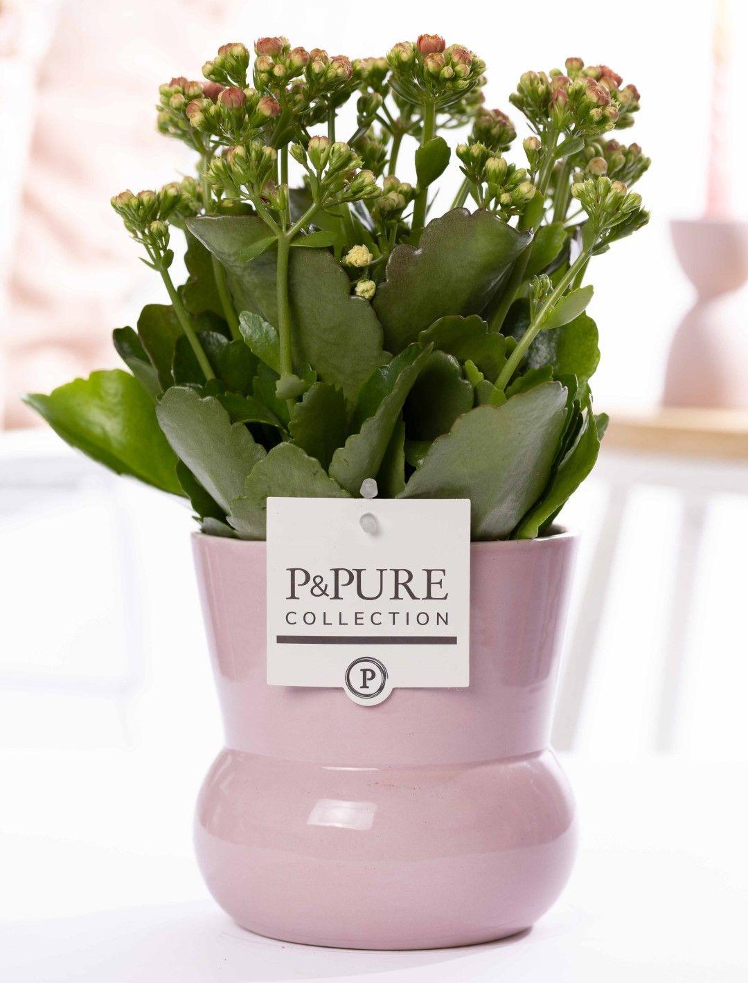 Kalanchoe „SPEZIELL FÜR DICH“ Verpackung – Ø 12 cm – ↕ 27 cm – Zimmerpflanze 