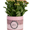 Kalanchoe "SPECIAL POUR TOI" Verpakking - Ø12cm - ↕27cm-Plant-Planten Magie