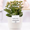 Kalanchoe "SPECIAL POUR TOI" Verpakking - Ø12cm - ↕27cm-Plant-Planten Magie