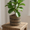 Mand Celestial zwart D20-Pot-Planten Magie